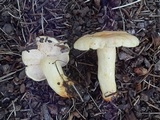 Hygrophorus gliocyclus image