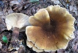 Tapinella atrotomentosa image
