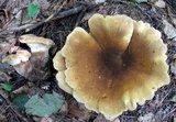 Tapinella atrotomentosa image