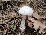 Amanita abrupta image