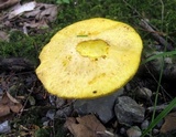 Suillus subaureus image