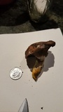Chroogomphus vinicolor image