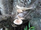 Pleurotus pulmonarius image