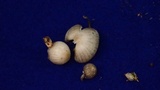 Mycena subcana image