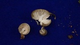 Mycena subcana image