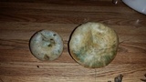 Lactarius deliciosus var. olivaceosordidus image