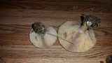 Lactarius deliciosus var. olivaceosordidus image