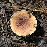 Lactarius volemus image