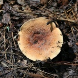 Lactarius volemus image