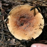 Lactarius volemus image