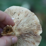 Lactarius volemus image