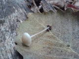 Mycena subcaerulea image
