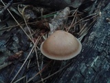 Rhodocollybia butyracea image