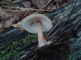 Rhodocollybia butyracea image