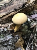 Gymnopilus luteus image