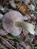 Entoloma ferruginans image