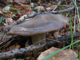 Entoloma ferruginans image