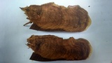 Ganoderma polychromum image