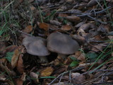 Entoloma ferruginans image