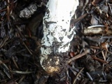 Amanita sect. Vaginatae image