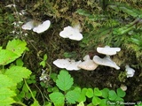 Tyromyces chioneus image