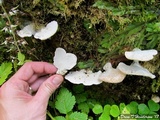 Tyromyces chioneus image