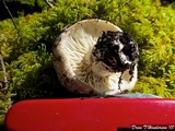 Russula grata image