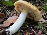 Russula grata image