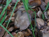 Entoloma ferruginans image