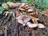 Crepidotus mollis image