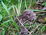 Thelephora palmata image