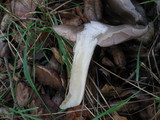 Entoloma ferruginans image