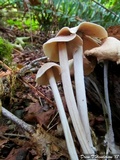 Gymnopus confluens image