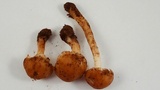 Hygrocybe nitrata image