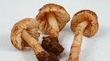 Hygrocybe nitrata image