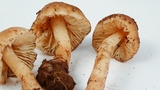 Hygrocybe nitrata image