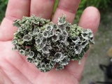 Cladonia pyxidata image