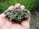Cladonia pyxidata image