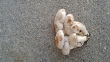 Rhodocollybia maculata image