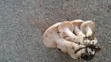 Rhodocollybia maculata image