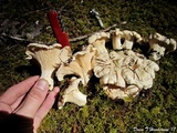 Cantharellus subalbidus image