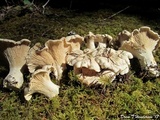 Cantharellus subalbidus image