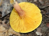 Phylloporus rhodoxanthus image