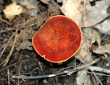 Phylloporus rhodoxanthus image