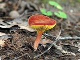 Phylloporus rhodoxanthus image