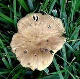 Russula pectinatoides image