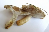 Russula pectinatoides image