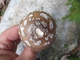 Amanita rhacopus image