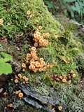 Xeromphalina kauffmanii image