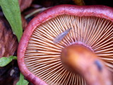 Gymnopilus luteofolius image